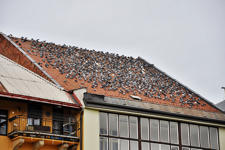 A2B Pest Control are able to install spikes to deter birds from roofs in Waltham Cross. 