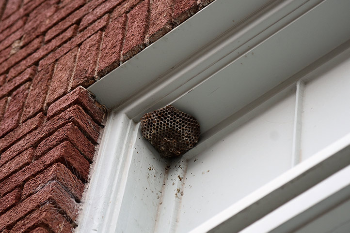 We provide a wasp nest removal service for domestic and commercial properties in Waltham Cross.